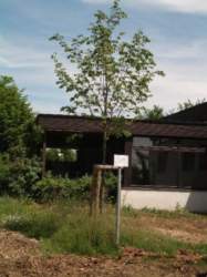 18_BAUM_2.jpg 18_BAUM_2.jpg